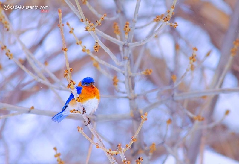 Black-Hills-SD/800x600_LAZULI BUNTING.jpg